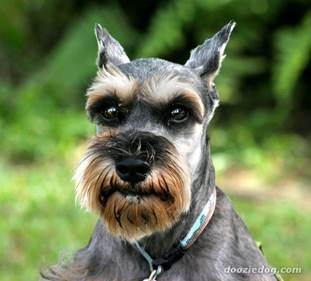 http://cdn-6.dooziedog.com/dog_breeds/schnauzer_standard/images/full/Schnauzer-(mini)-2.jpg